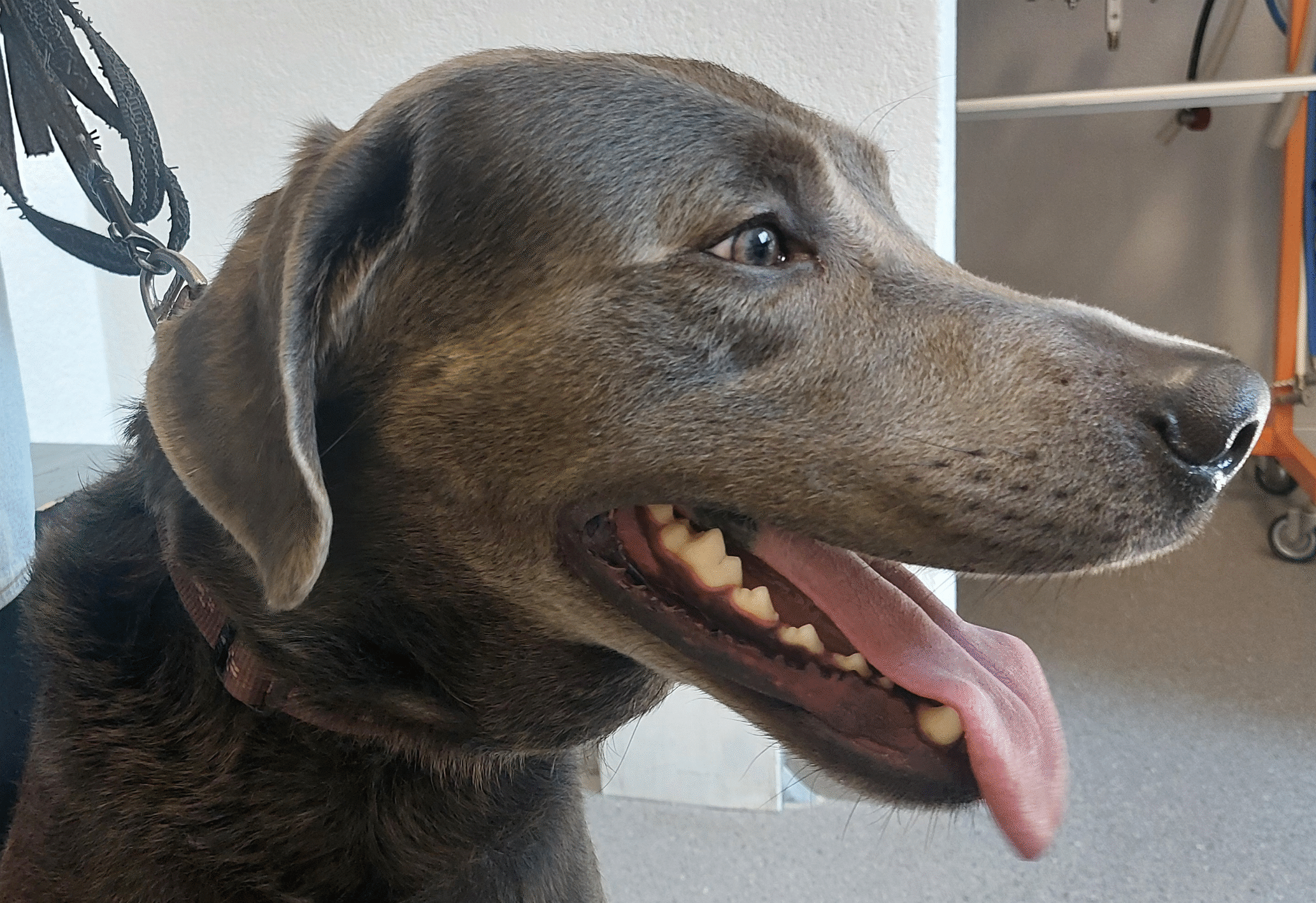 silber Labrador Retriever mit Farbmutantenalopezie, auch color dilution alopecia genannt