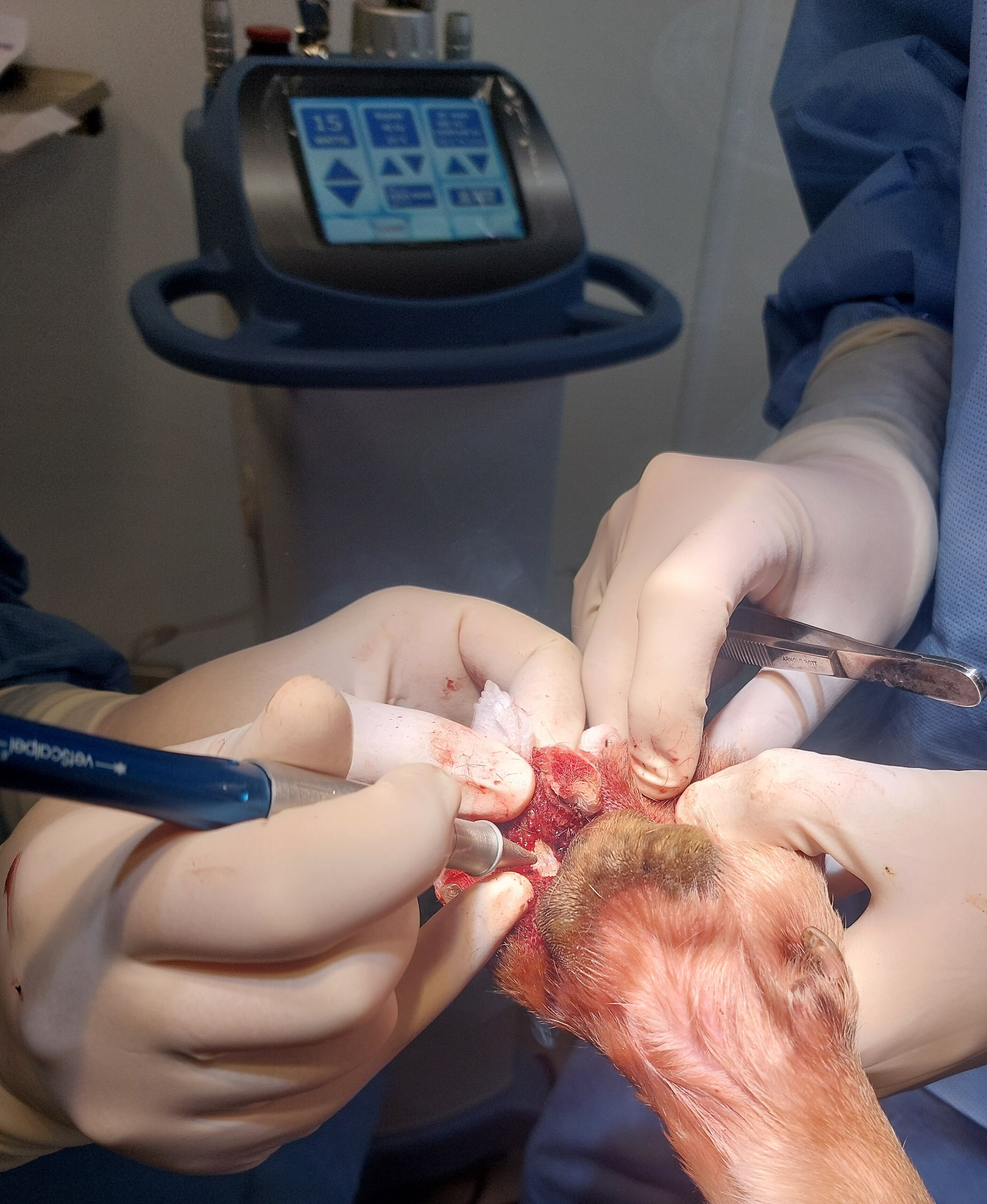 Laserchirurgie an einer Pfote